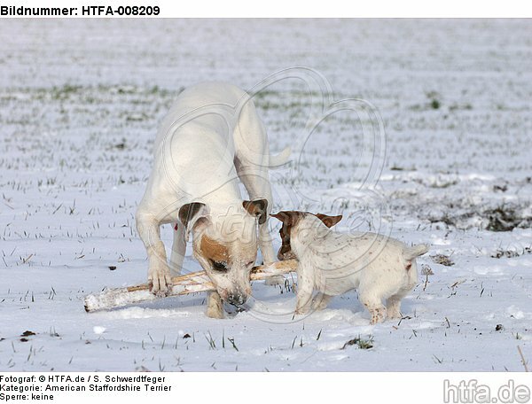 spielender American Staffordshire Terrier und Jack Russell Terrier / playing american staffordshire terrier and jrt / HTFA-008209