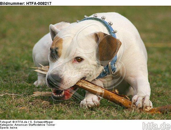 American Staffordshire Terrier knabbert an Stock / gnawing american staffordshire terrier / HTFA-008217