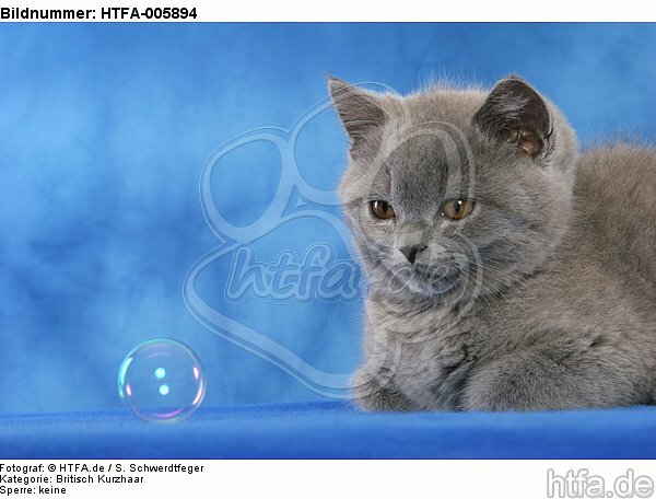 Britisch Kurzhaar Kätzchen / british shorthair kitten / HTFA-005894