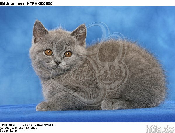 Britisch Kurzhaar Kätzchen / british shorthair kitten / HTFA-005895