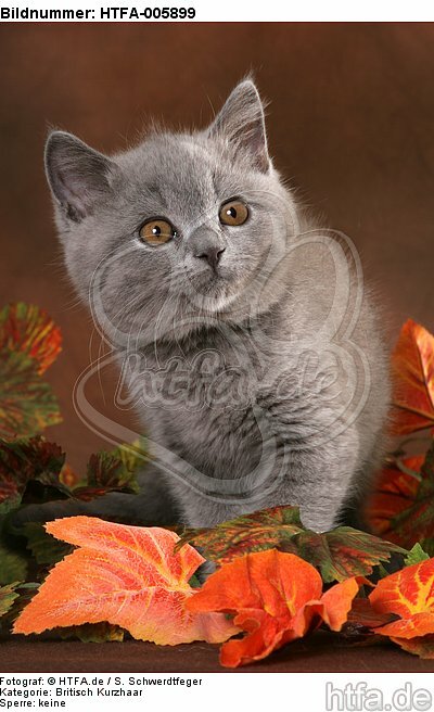 Britisch Kurzhaar Kätzchen / british shorthair kitten / HTFA-005899