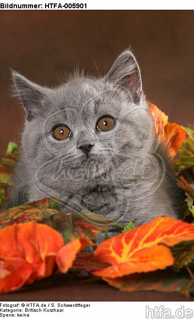 Britisch Kurzhaar Kätzchen / british shorthair kitten / HTFA-005901