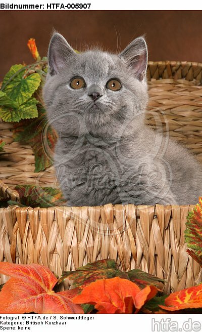 Britisch Kurzhaar Kätzchen / british shorthair kitten / HTFA-005907