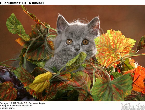 Britisch Kurzhaar Kätzchen / british shorthair kitten / HTFA-005908