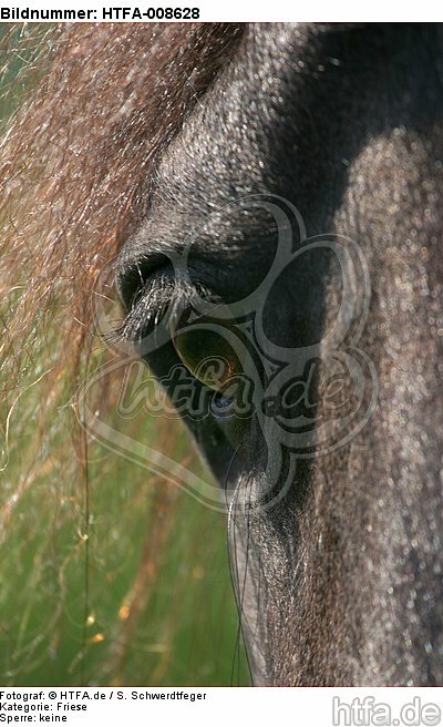 Friese Auge / friesian horse eye / HTFA-008628