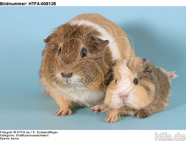 Glatthaarmeerschweine / smooth-haired guninea pigs / HTFA-008135