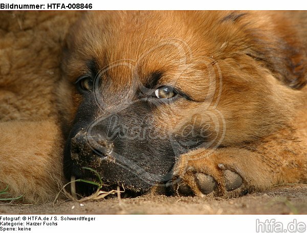 Harzer Fuchs Welpe / Harzer Fuchs puppy / HTFA-008846