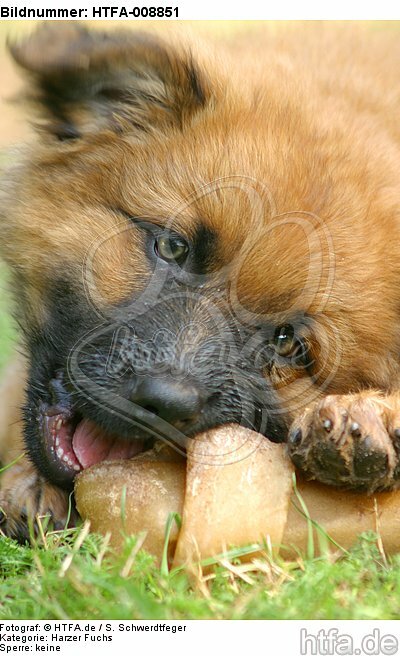 fressender Harzer Fuchs Welpe / eating Harzer Fuchs puppy / HTFA-008851
