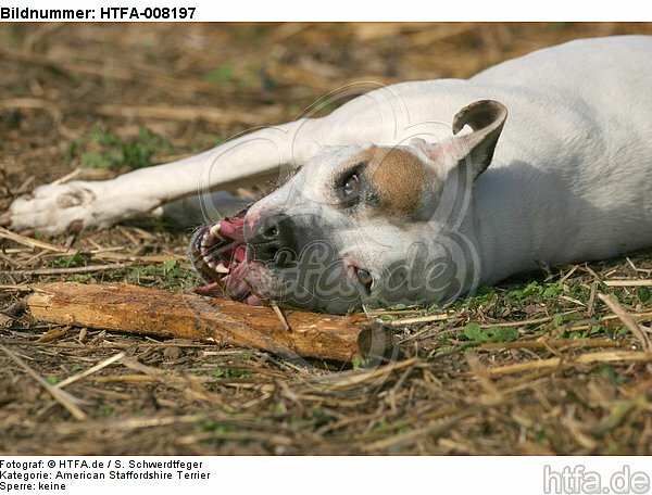liegender American Staffordshire Terrier / lying american staffordshire terrier / HTFA-008197