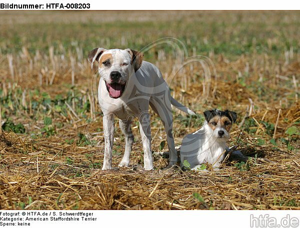 American Staffordshire Terrier & Parson Russell Terrier / HTFA-008203