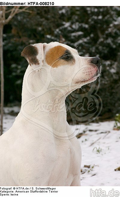 American Staffordshire Terrier Portrait / HTFA-008210