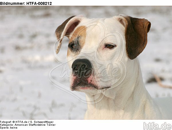 American Staffordshire Terrier Portrait / HTFA-008212