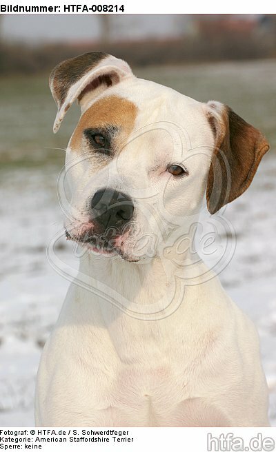 American Staffordshire Terrier Portrait / HTFA-008214