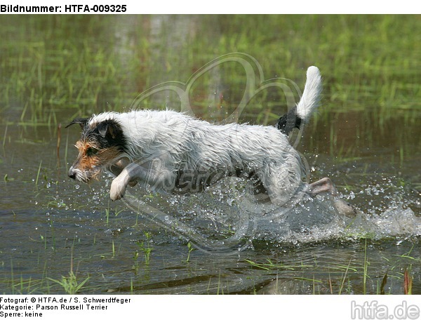 springender Parson Russell Terrier / jumping PRT / HTFA-009325