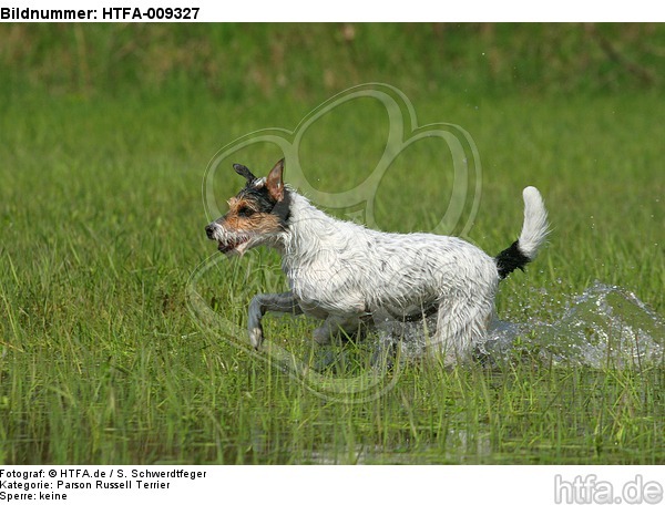 rennender Parson Russell Terrier / running PRT / HTFA-009327