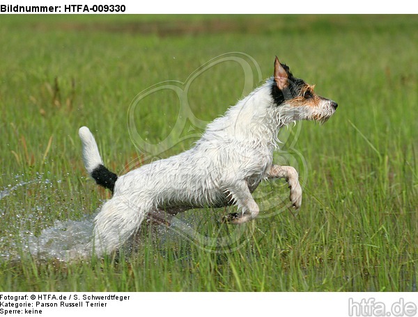 rennender Parson Russell Terrier / running PRT / HTFA-009330