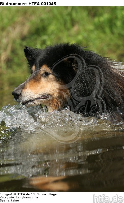 schwimmender Langhaarcollie / swimming longhaired collie / HTFA-001045