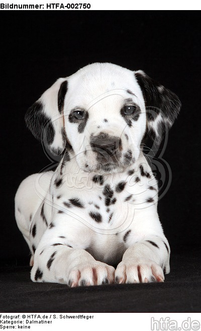 Dalmatiner Welpe / dalmatian puppy / HTFA-002750