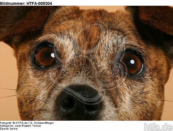 Jack Russell Terrier / HTFA-005304