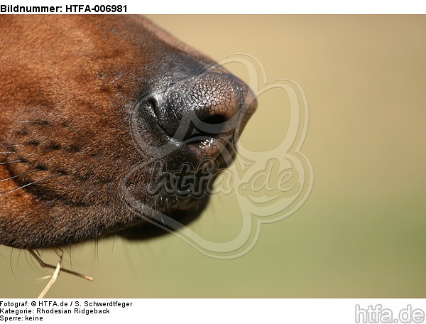 Rhodesian Ridgeback Nase / rhodesian ridgeback nose / HTFA-006981