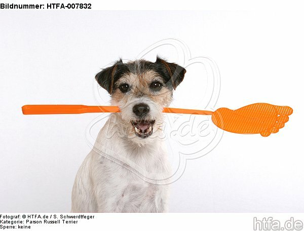 Parson Russell Terrier / HTFA-007832