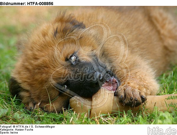 fressender Harzer Fuchs Welpe / eating Harzer Fuchs puppy / HTFA-008856