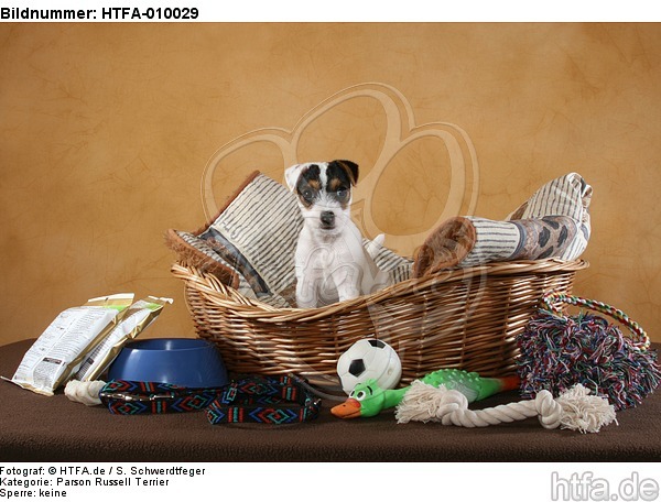 Parson Russell Terrier Welpe mit Welpenausstattung / PRT puppy / HTFA-010029