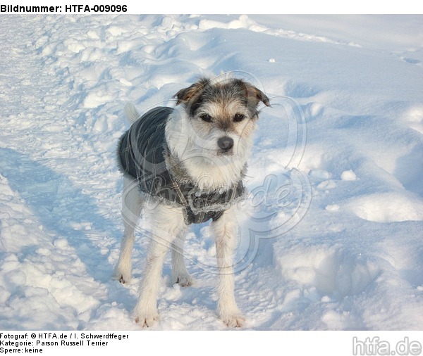 Parson Russell Terrier im Schnee / PRT in snow / HTFA-009096