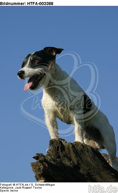 Jack Russell Terrier / HTFA-003388