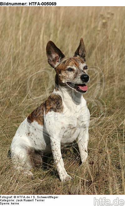 Jack Russell Terrier / HTFA-005069