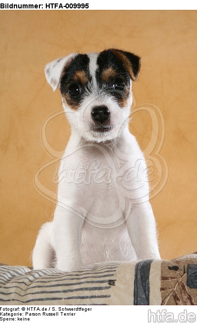 sitzender Parson Russell Terrier Welpe / sitting PRT puppy / HTFA-009995