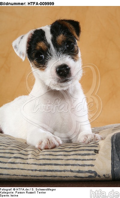liegender Parson Russell Terrier Welpe / lying PRT puppy / HTFA-009999