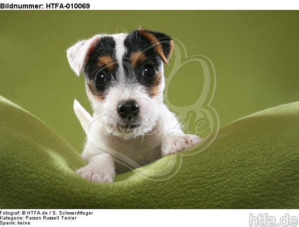 liegender Parson Russell Terrier Welpe / lying PRT puppy / HTFA-010069