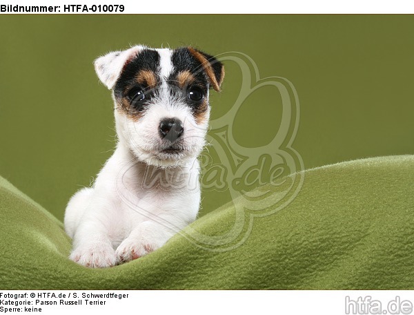 liegender Parson Russell Terrier Welpe / lying PRT puppy / HTFA-010079