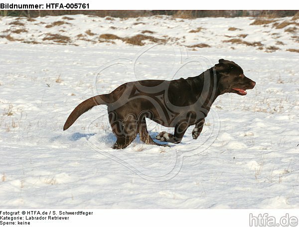 Labrador Retriever / HTFA-005761
