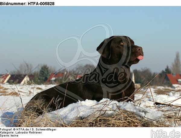 Labrador Retriever / HTFA-005828