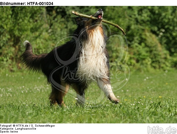 spielender Langhaarcollie / playing longhaired collie / HTFA-001034
