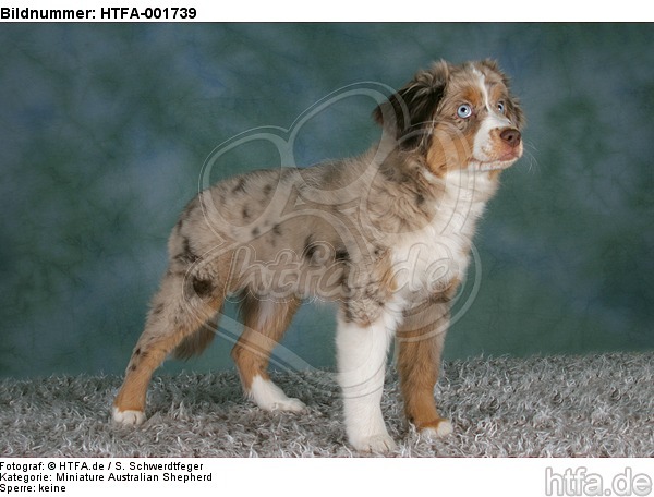 Miniature Australian Shepherd Welpe / miniature australian shepherd puppy / HTFA-001739
