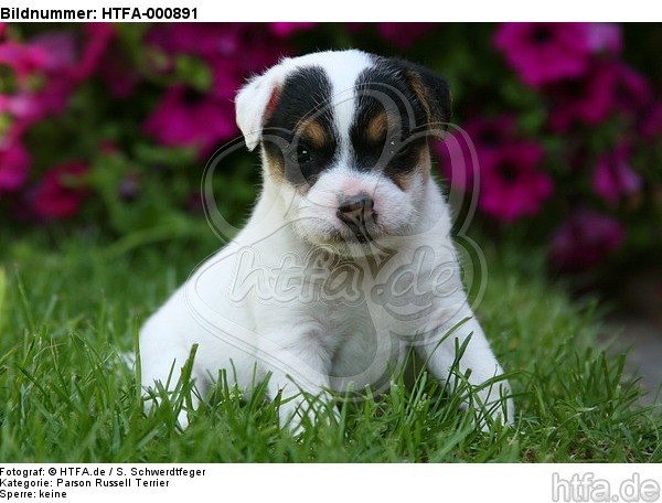 Parson Russell Terrier Welpe / parson russell terrier puppy / HTFA-000891