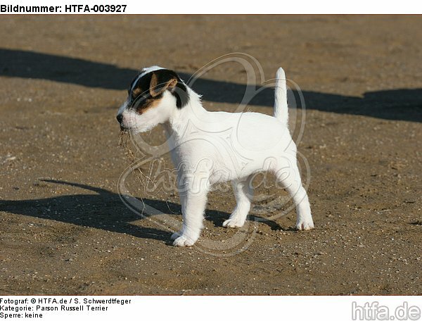 Parson Russell Terrier Welpe / parson russell terrier puppy / HTFA-003927