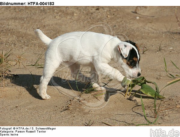 Parson Russell Terrier Welpe / parson russell terrier puppy / HTFA-004183