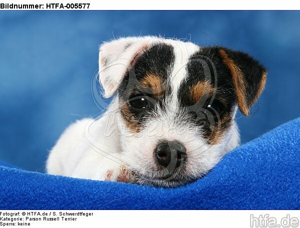 Parson Russell Terrier Welpe / parson russell terrier puppy / HTFA-005577