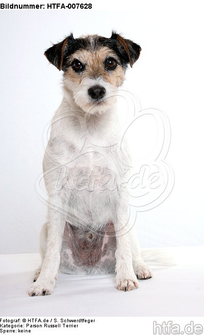 Parson Russell Terrier / HTFA-007628