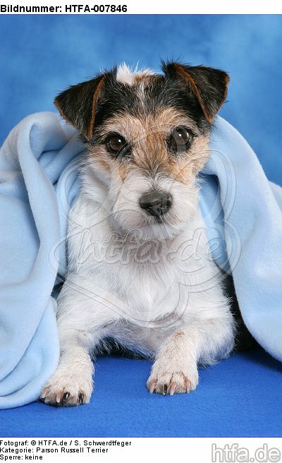 Parson Russell Terrier / HTFA-007846