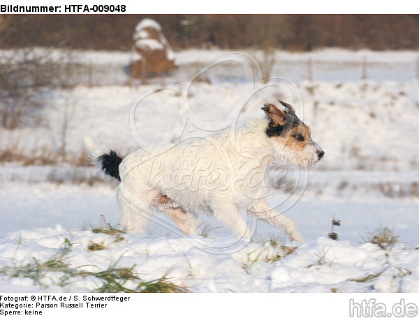 Parson Russell Terrier rennt durch den Schnee / prt running through snow / HTFA-009048