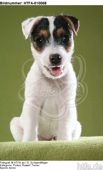 sitzender Parson Russell Terrier Welpe / sitting PRT puppy / HTFA-010068