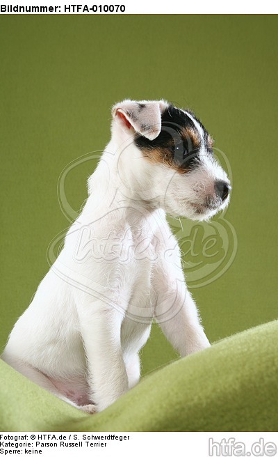 sitzender Parson Russell Terrier Welpe / sitting PRT puppy / HTFA-010070