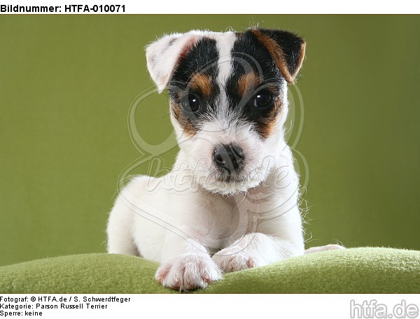 liegender Parson Russell Terrier Welpe / lying PRT puppy / HTFA-010071