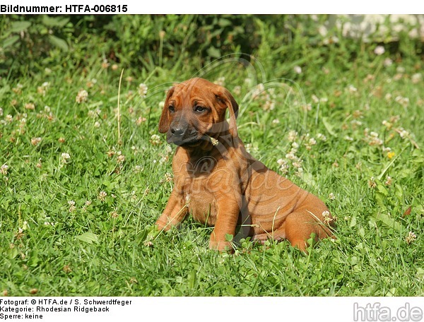 Rhodesian Ridgeback Welpe / rhodesian ridgeback puppy / HTFA-006815
