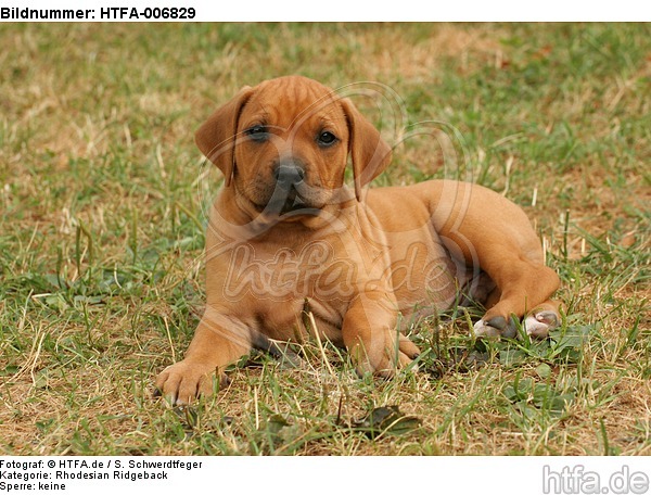 Rhodesian Ridgeback Welpe / rhodesian ridgeback puppy / HTFA-006829
